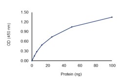Sino Biological&nbsp;Recombinant Human KAT7/Hbo1/MYST2 Protein (Full Length, K277Q, GST Tag), Active